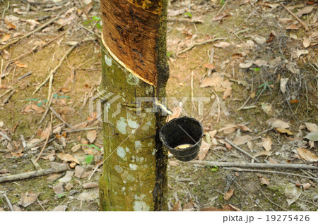 Milky latex extracted from rubber tree  19275426