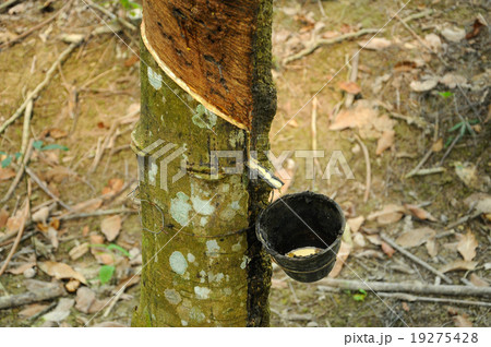 Milky latex extracted from rubber tree Milky latex extracted from rubber tree 19275428