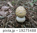 ウスキテングタケ ウスキテングタケ 19275488