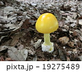 キタマゴタケ キタマゴタケ 19275489