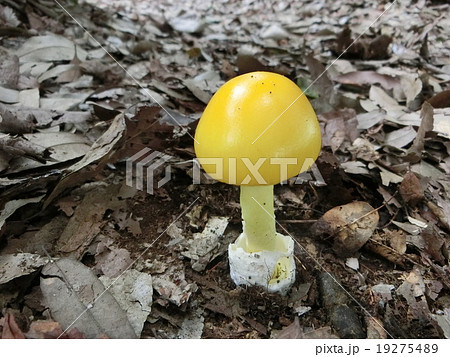 キタマゴタケ 19275489