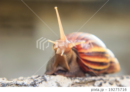 Close up of a snail Close up of a snail 19275716