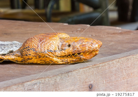 Stuffing python's head on the table 19275817
