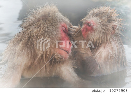 温泉のおさるさん Japanese monkey which enjoys outdoor bath 19275903