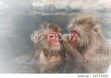 混浴で仲良しのおさるのカップル monkey couple of the outdoor bath 混浴で仲良しのおさるのカップル monkey couple of the outdoor bath 19275904