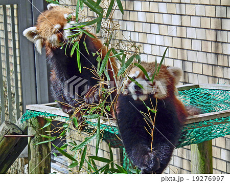 レッサーパンダ レッサーパンダ 19276997