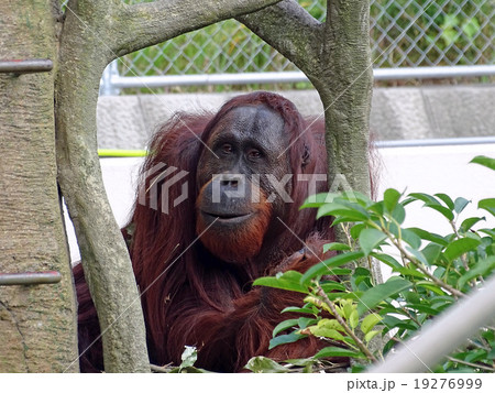 オランウータン オランウータン 19276999