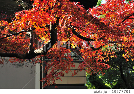 鎌倉宮の紅葉 19277701