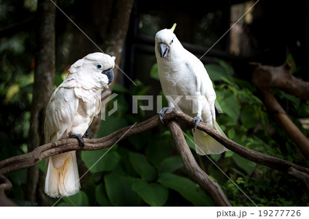 White Cockatoo White Cockatoo 19277726