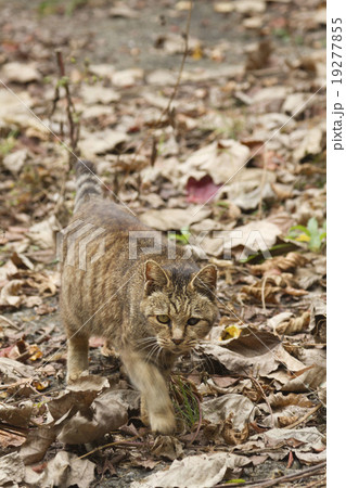 野良猫 19277855