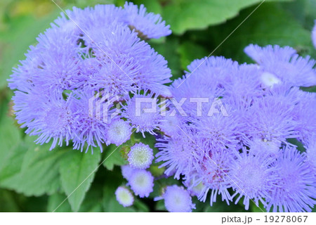 青紫の花 19278067