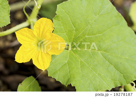 メロンの花のアップ 19278187