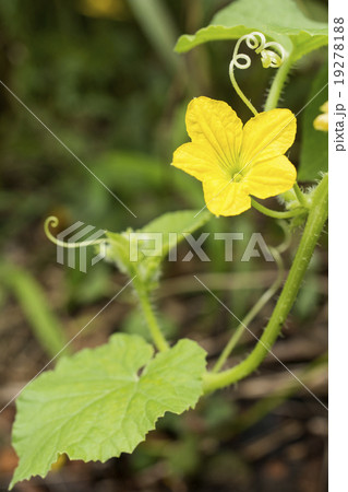 メロンの花 19278188