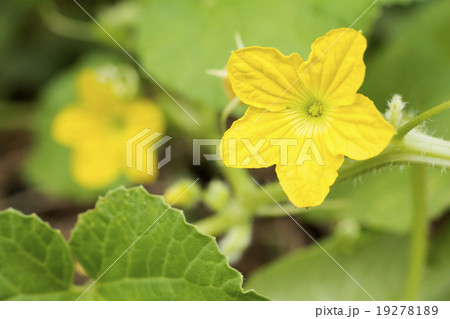 メロンの花のアップ 19278189
