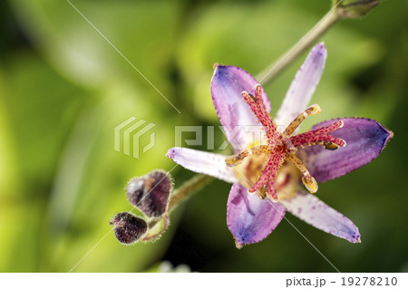 ホトトギスの花のアップ ホトトギスの花のアップ 19278210