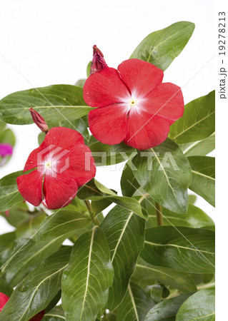 赤い日々草の花 赤い日々草の花 19278213