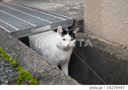 どうしてそこに？ 19278467