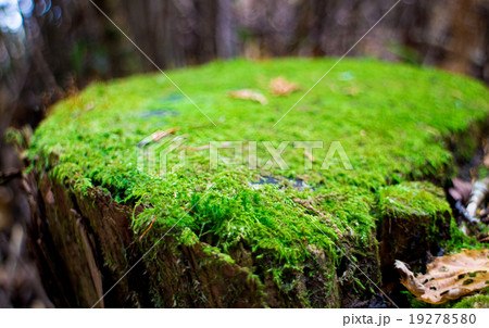 苔むした切り株の写真素材