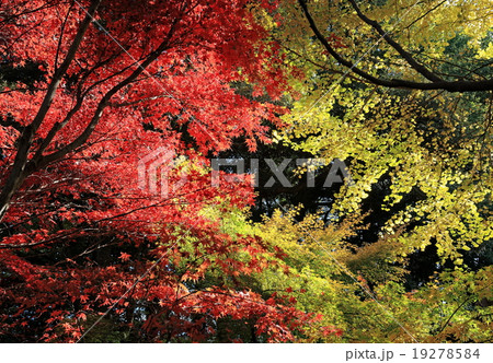 紅葉 19278584