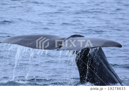 知床半島 羅臼のホエールウォッチング マッコウクジラの写真素材