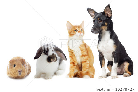 kitten and puppy 19278727