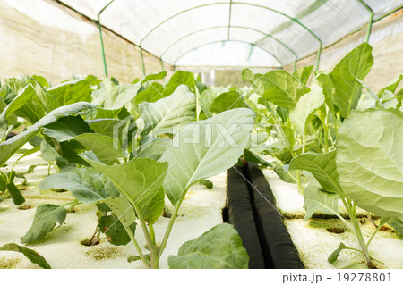 agricultural 19278801