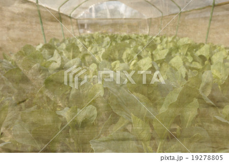 agricultural agricultural 19278805