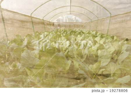 agricultural 19278806