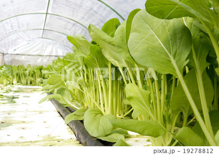 agricultural 19278812