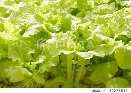 agricultural 19278816