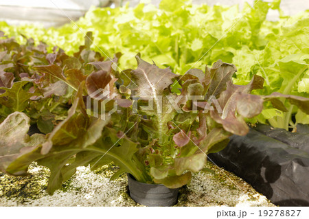 agricultural 19278827