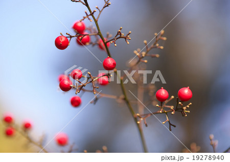 南天の実 南天の実 19278940