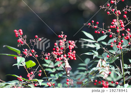 南天の実 19278941