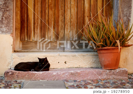 Big black cat Big black cat 19278950