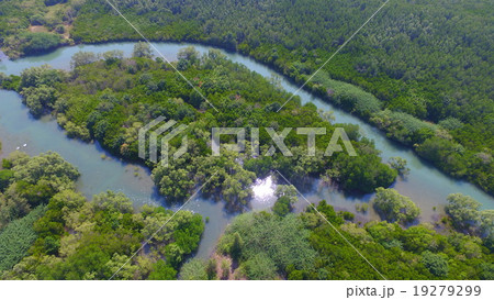 forrest topview forrest topview 19279299