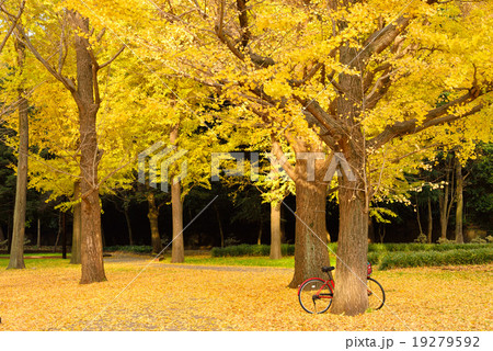 代々木公園のイチョウの木と赤い自転車 19279592