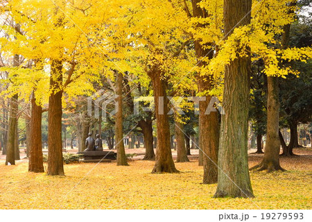 代々木公園の銀杏の紅葉としあわせの像 代々木公園の銀杏の紅葉としあわせの像 19279593