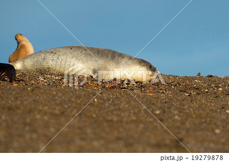 elephant seal on the beach in patagonia elephant seal on the beach in patagonia 19279878
