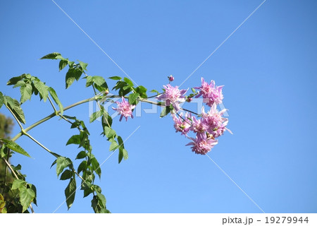 八重皇帝ダリア 木立ちダリア 大阪府交野市 ２の写真素材