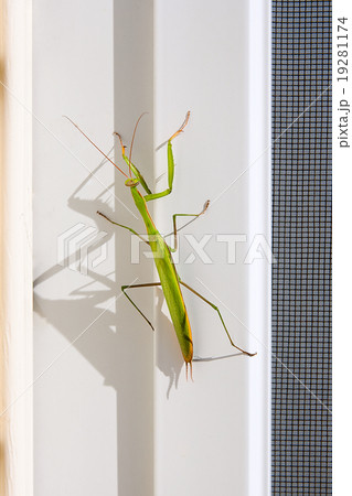 Praying Mantis insect in nature. Mantis religiosa. 19281174