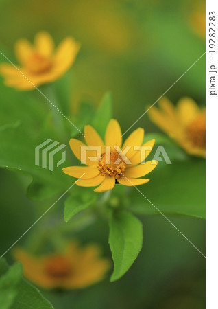 メランポジウム メランポジウム 19282283