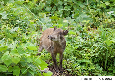 イノシシ イノシシ 19283668