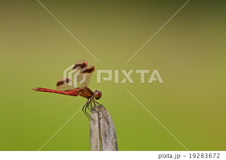 ミヤマアカネ 19283672