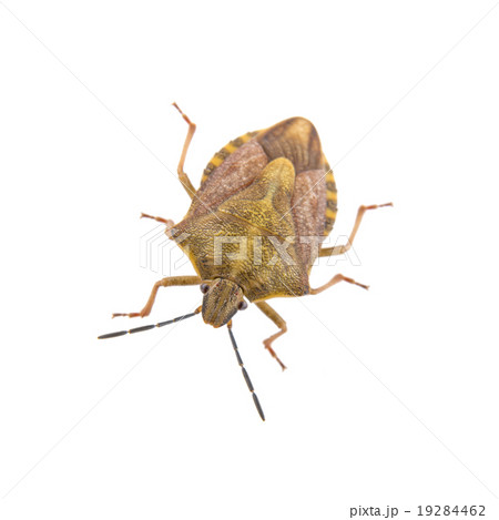 Brown shield bug on a white background 19284462