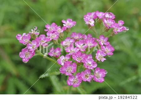 朝露に濡れた西洋鋸草 朝露に濡れた西洋鋸草 19284522
