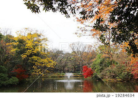 和田堀公園の紅葉 19284634