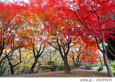 和田堀公園の紅葉 19284635