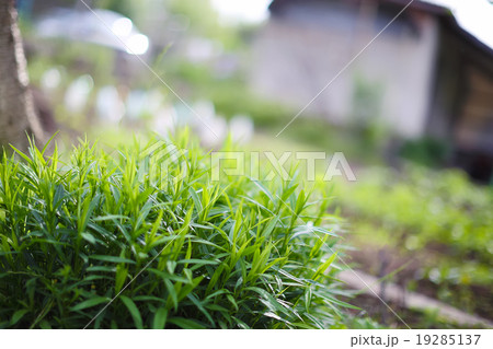 green plants with a blurred background back green plants with a blurred background back 19285137