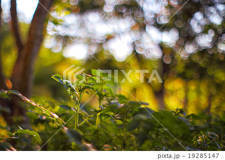 sunset in the garden and Luxury bokeh 19285147