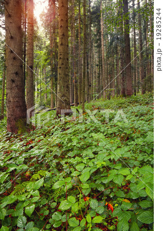 brambles in the forest at dawn brambles in the forest at dawn 19285244